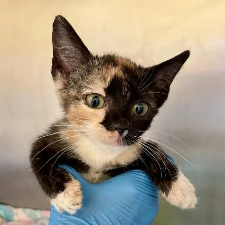 A baby small-sized female Domestic Short Hair cat named Alicia for adoption in Alameda, CA