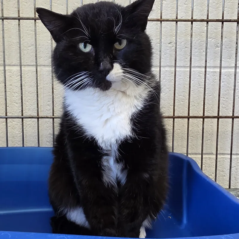 A young medium-sized male Black & White / Tuxedo Domestic Short Hair cat named Willoughby for adoption in King George, VA