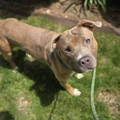 A young large-sized male Pit Bull Terrier dog named Root Beer Float for adoption in Westland, MI