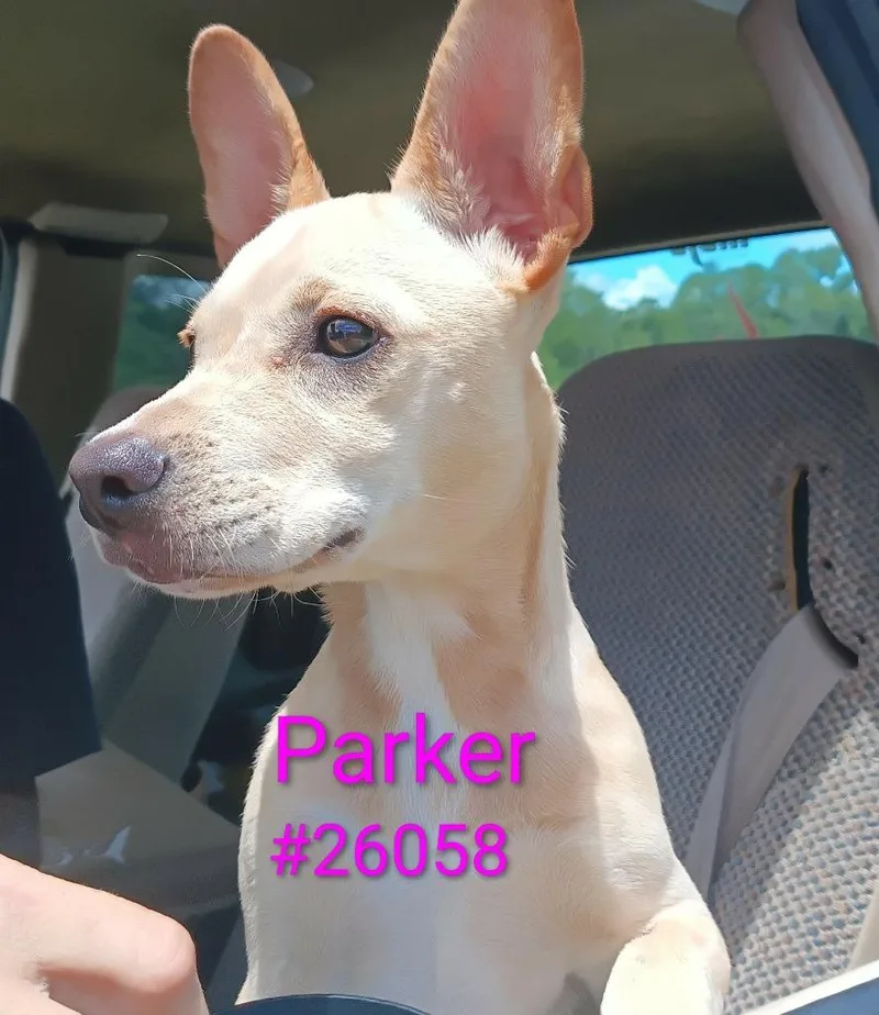 A baby small-sized female French Bulldog dog named Parker for adoption in Logan, UT