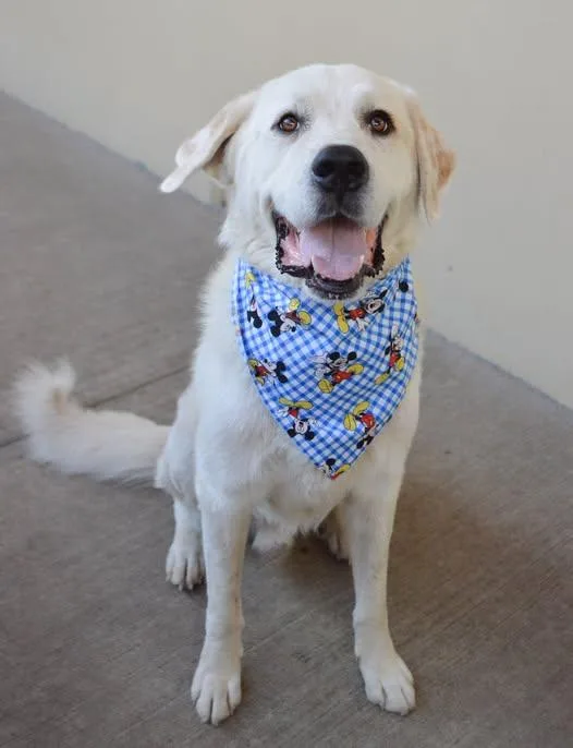 An adult large-sized male Great Pyrenees dog named Hunter for adoption in McKinney, TX