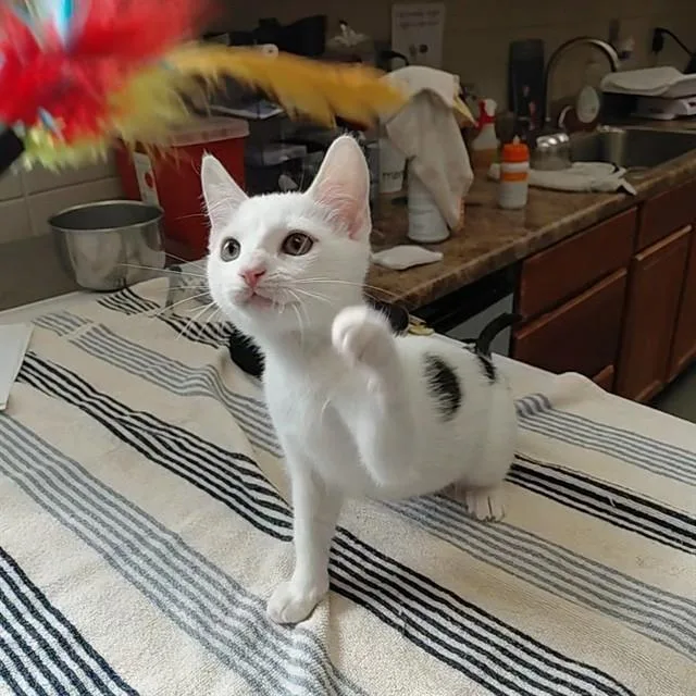 A baby small-sized male Domestic Short Hair cat named David Meowie for adoption in Huntsville, AL