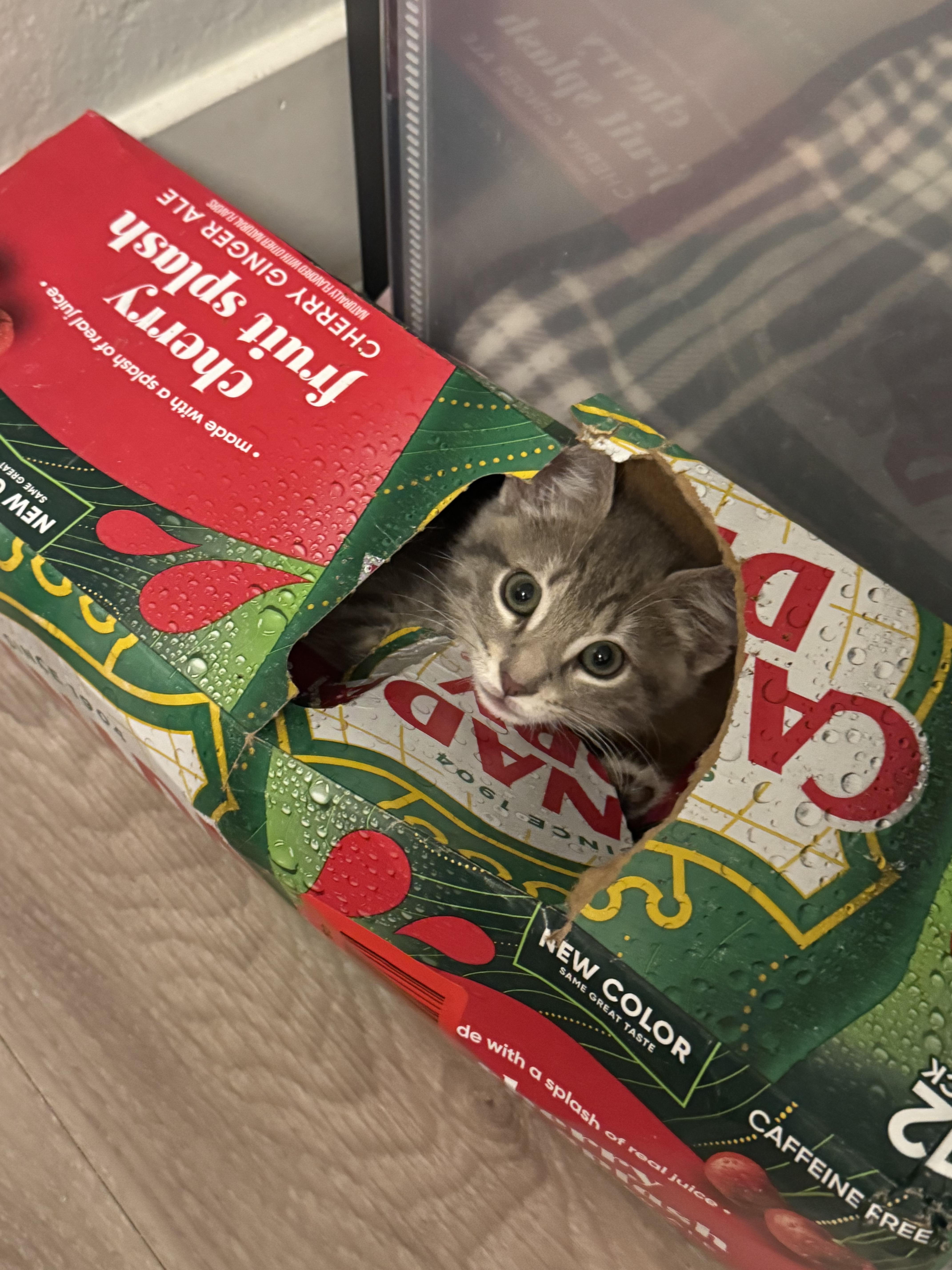 A baby small-sized male Domestic Short Hair cat named Cassian for adoption in Rio Linda, CA