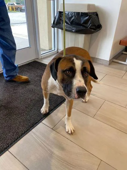 An adult large-sized male Saint Bernard dog named Tango for adoption in Daytona Beach, FL
