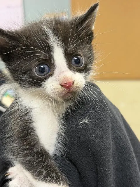 A baby small-sized male Domestic Short Hair cat named Ed for adoption in Riverside, CA