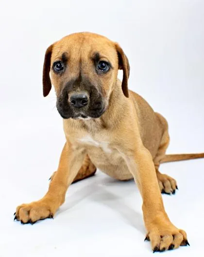 A baby large-sized female Mastiff dog named Lisa for adoption in Morton Grove, IL