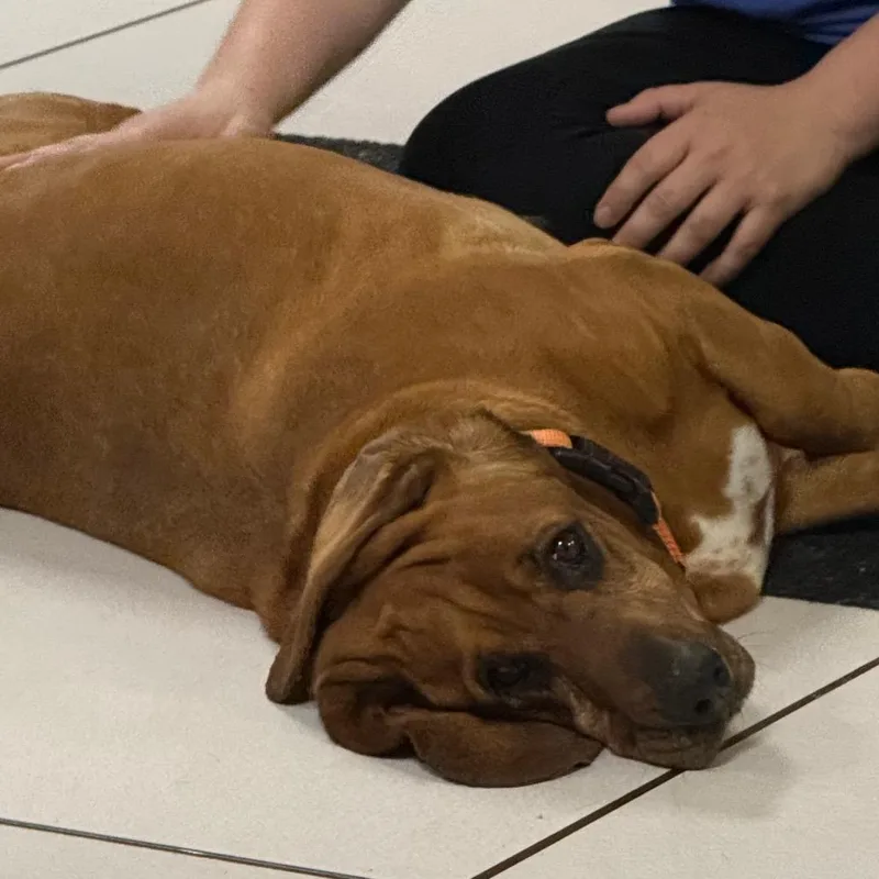 An adult small-sized female Red / Chestnut / Orange Basset Hound dog named Blossom for adoption in Archbold , OH