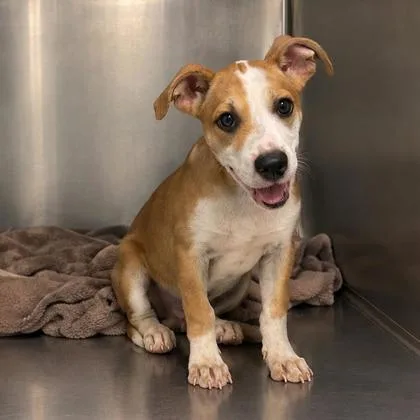 A baby medium-sized female Cardigan Welsh Corgi dog named Moondragon for adoption in Morton Grove, IL