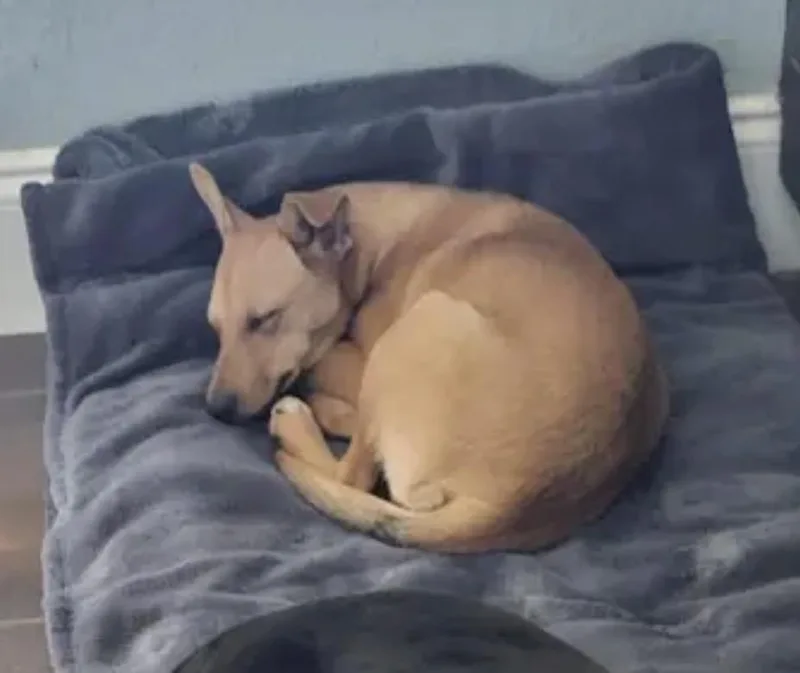 Peanut thumbnail 3
