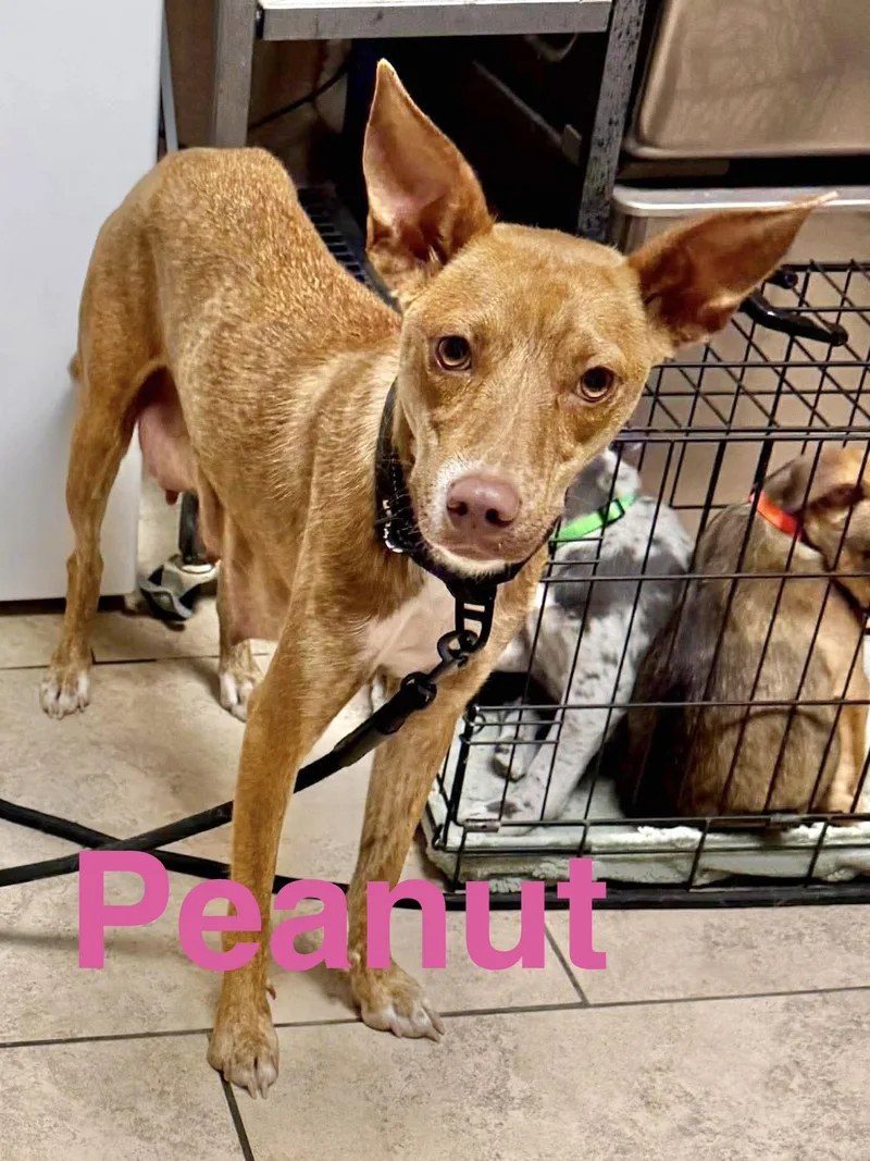 Peanut thumbnail 5