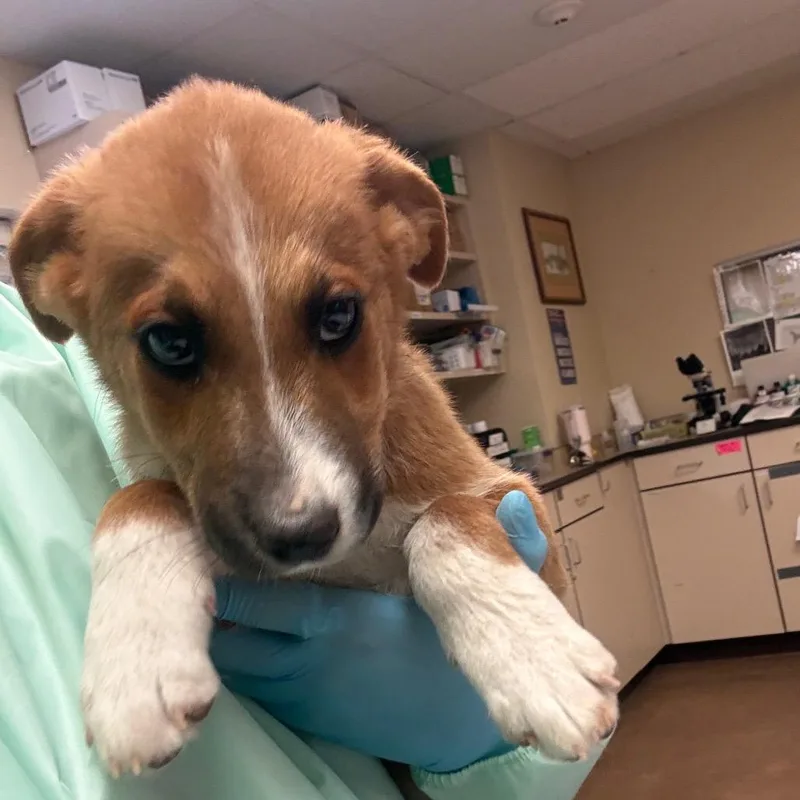 A baby small-sized male Brown / Chocolate Terrier dog named Pascal for adoption in Flagstaff, AZ