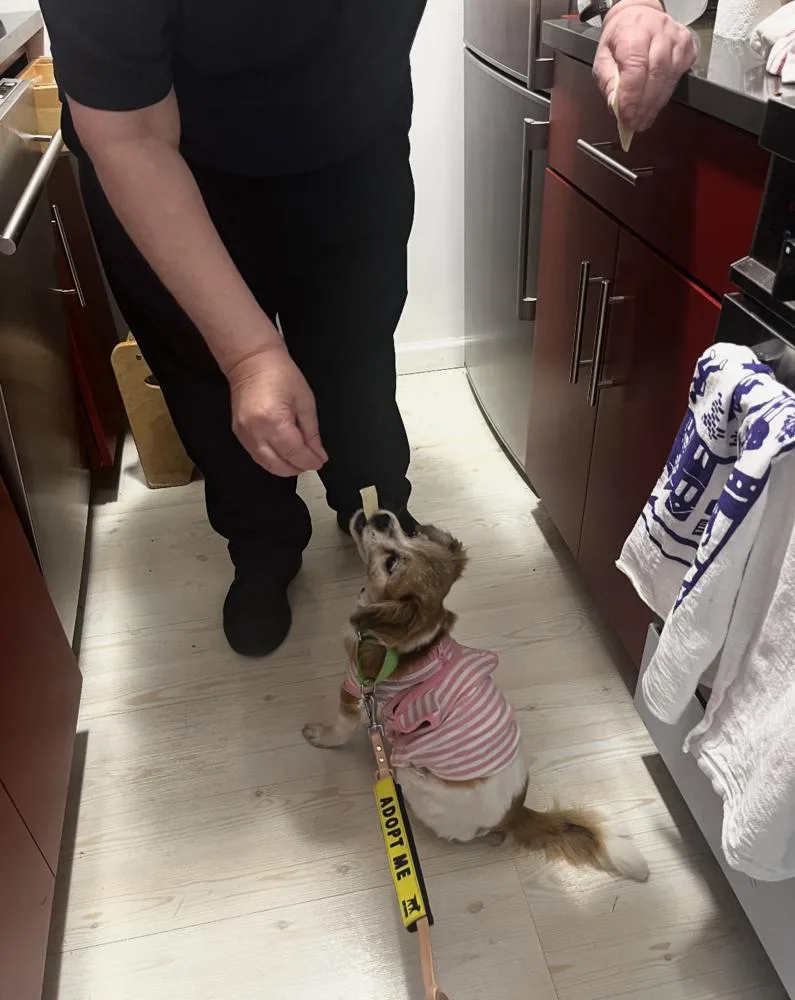 A senior small-sized female Tibetan Spaniel dog named Gertie for adoption in New York, NY