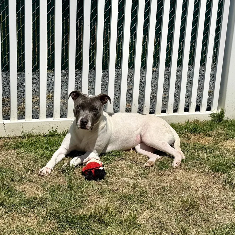 An adult medium-sized female Gray / Blue / Silver Pit Bull Terrier dog named River for adoption in Paramus, NJ