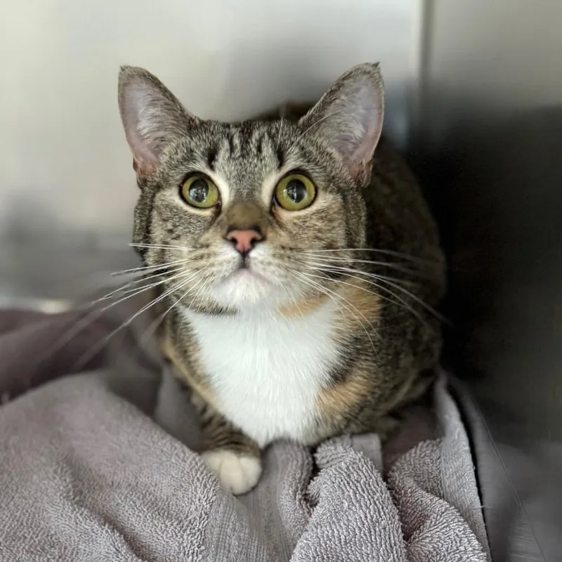 A young medium-sized female Torbie Domestic Short Hair cat named Hoppy for adoption in Council Bluffs, IA