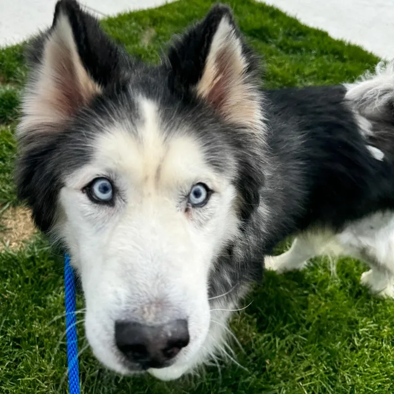 A senior medium-sized male Black Siberian Husky dog named Diesel for adoption in Fort Wayne, IN