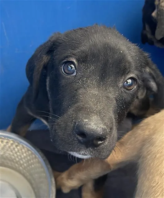 A baby large-sized male Mixed Breed dog named Echo for adoption in Dallas, TX