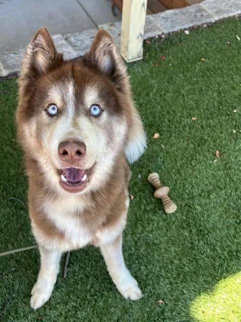 A young medium-sized male Husky dog named Everett for adoption in Phoenix, OR