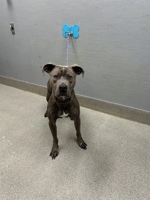 A young large-sized male Pit Bull Terrier dog named Finn for adoption in Las Vegas, NV