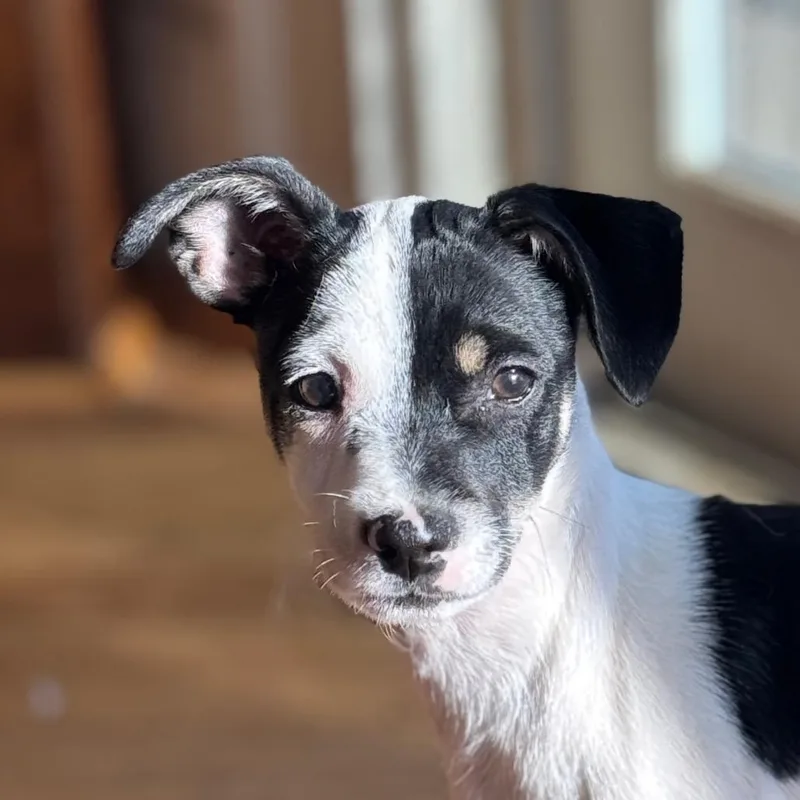A baby small-sized male Rat Terrier dog named Pipsqueak for adoption in Huntsville, AL