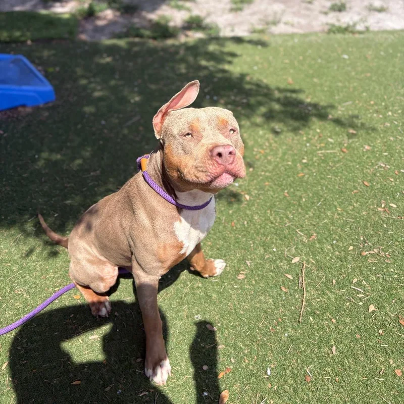 An adult medium-sized male Yellow / Tan / Blond / Fawn Pit Bull Terrier dog named Blue for adoption in Port Richey, FL