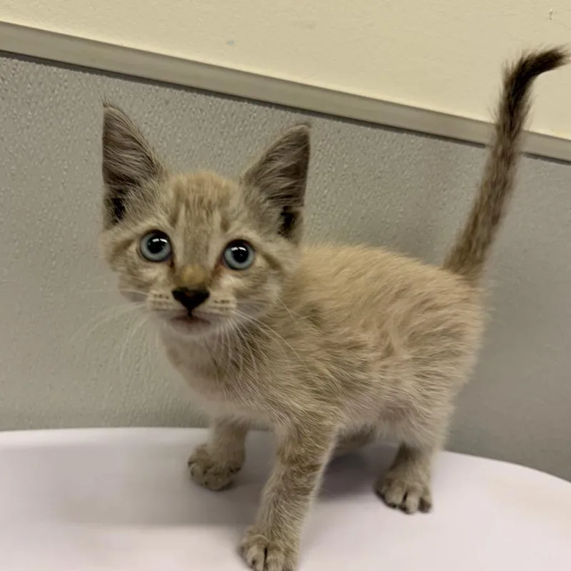 A baby small-sized male Lilac Point Siamese cat named Tival for adoption in Tampa, FL