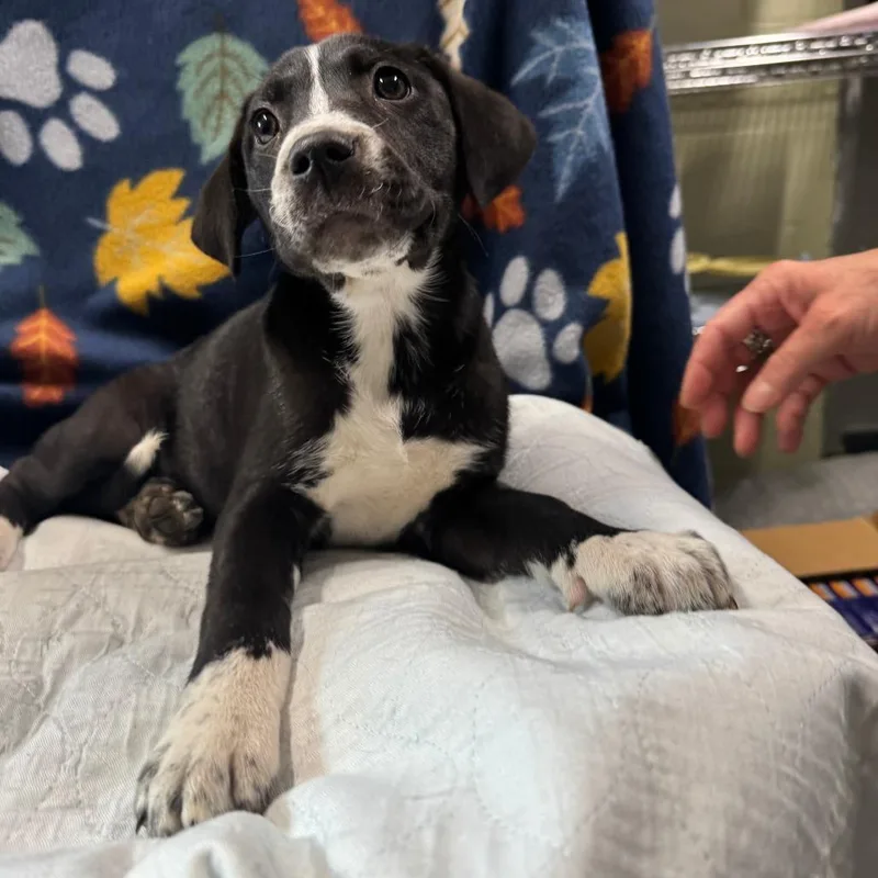 A baby medium-sized female Black Black Labrador Retriever dog named Oreo for adoption in Eureka Springs, AR