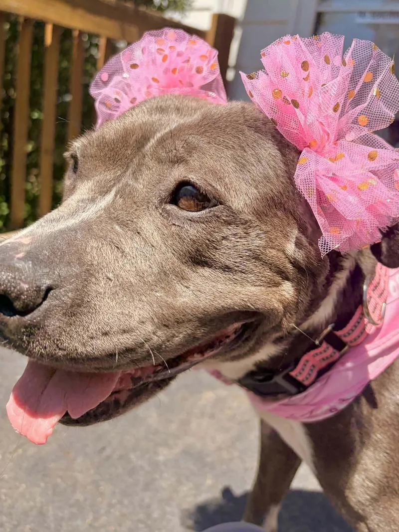 Gracie