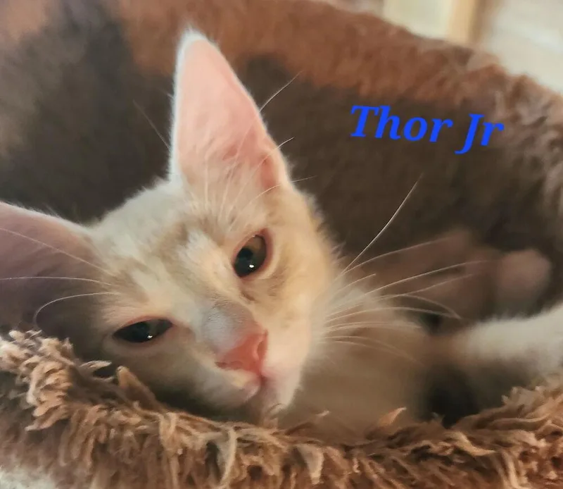 A baby small-sized male Domestic Medium Hair cat named Thor Jr for adoption in Dallas, TX
