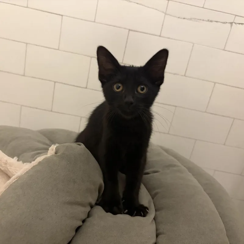 A young medium-sized female Black Domestic Short Hair cat named Pocket for adoption in Evanston, IL