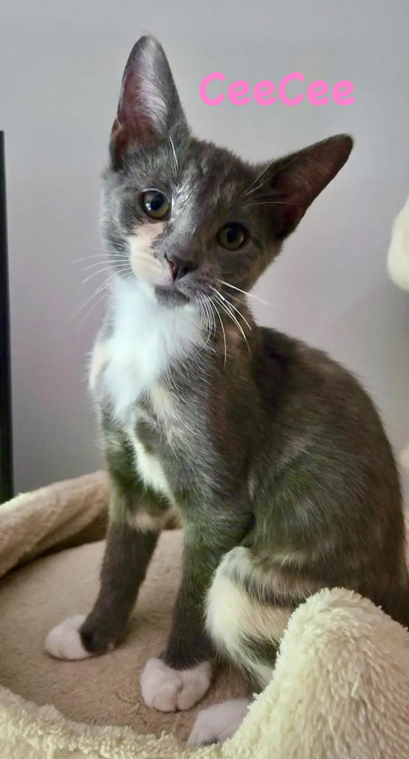 A baby medium-sized female Gray & White Domestic Short Hair cat named Ceecee for adoption in Reston, VA