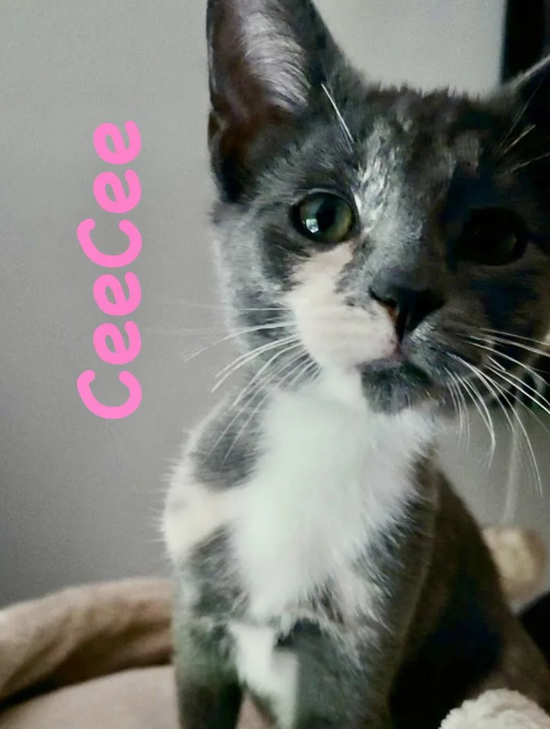 Ceecee thumbnail 2