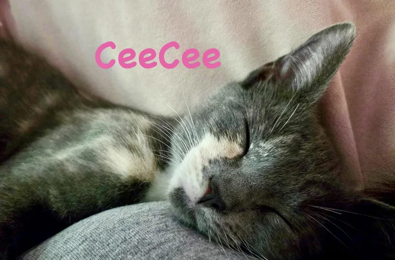 Ceecee thumbnail 3