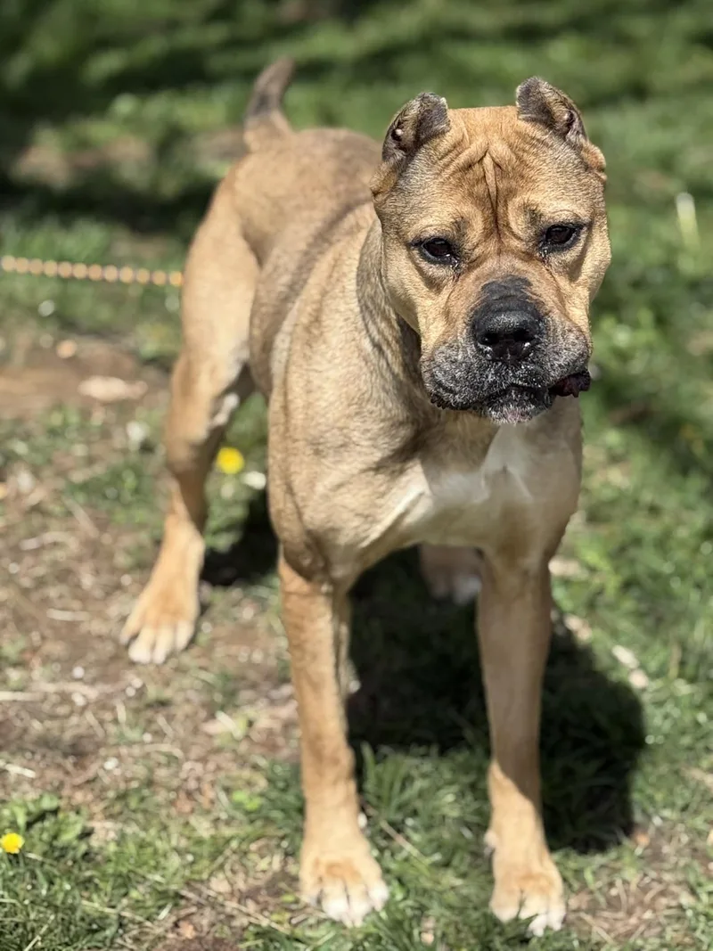 An adult large-sized female Yellow / Tan / Blond / Fawn Mastiff dog named Cheyenne for adoption in Springfield, IL