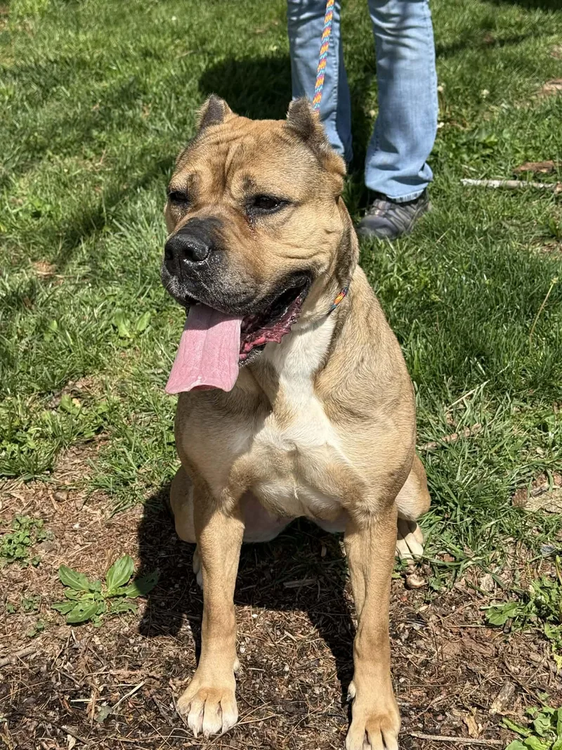 Cheyenne thumbnail 2