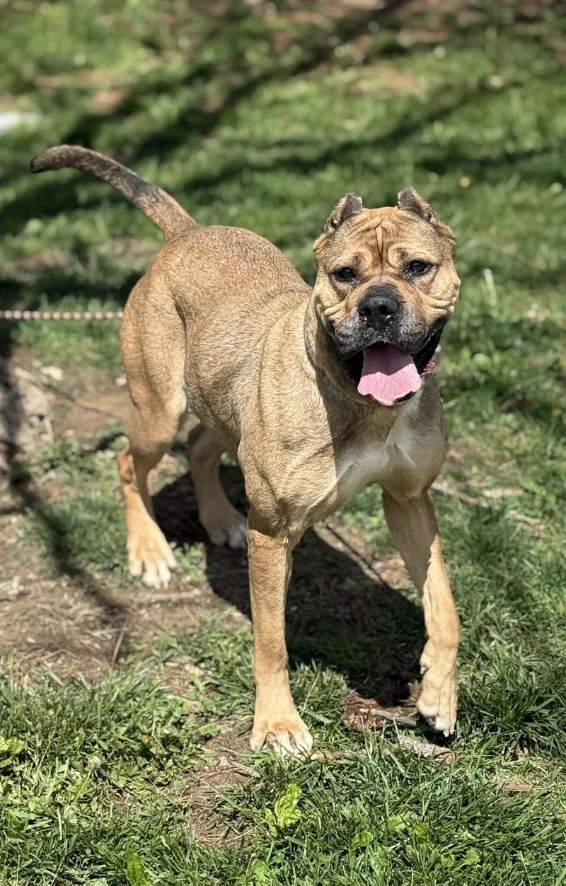 Cheyenne thumbnail 3