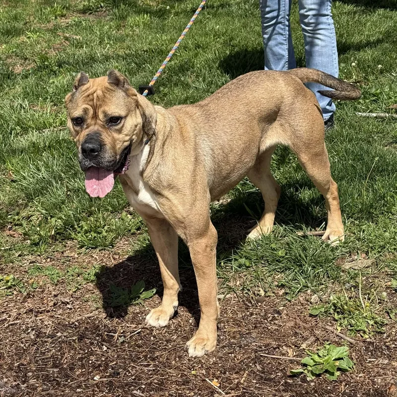 Cheyenne thumbnail 4