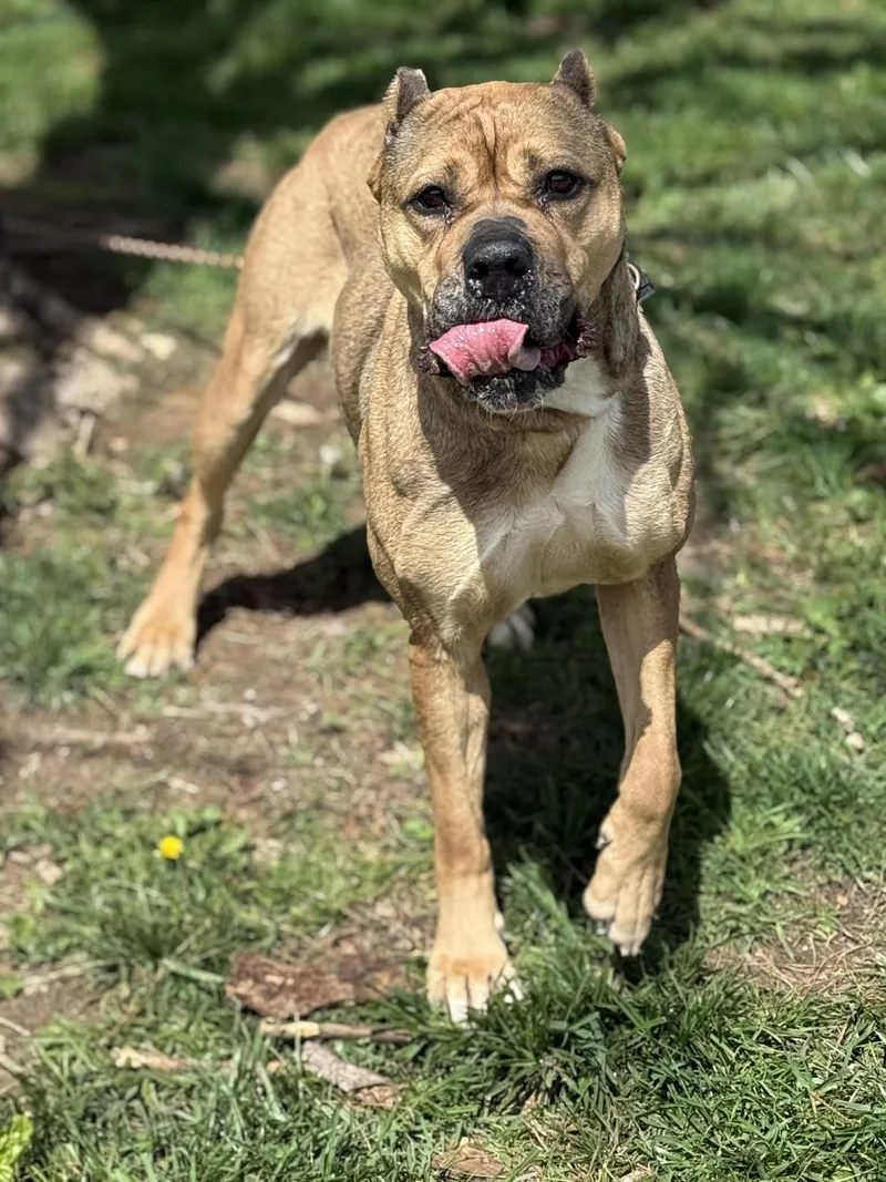 Cheyenne thumbnail 5