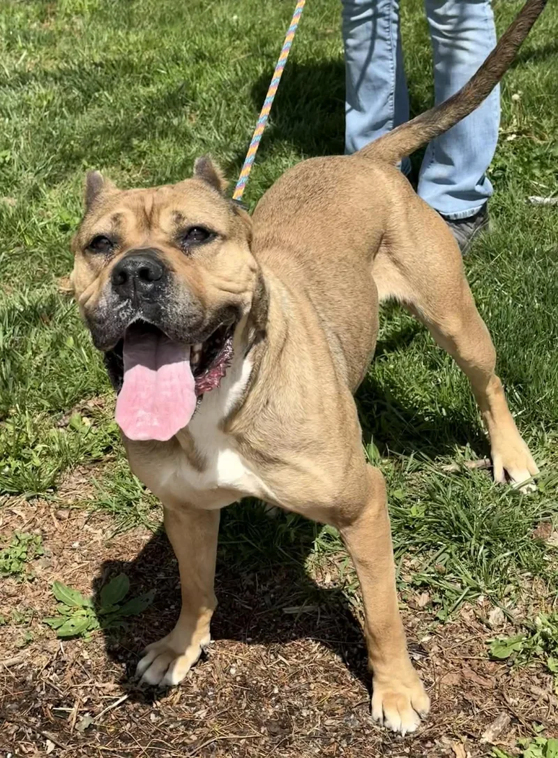 Cheyenne thumbnail 6