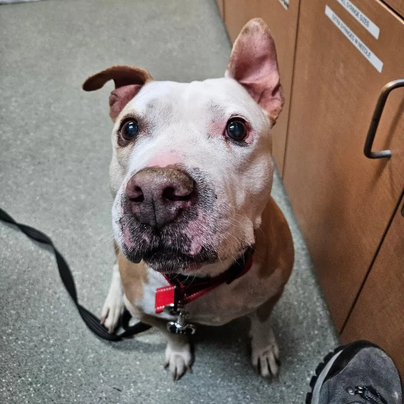 A senior small-sized male Yellow / Tan / Blond / Fawn Pit Bull Terrier dog named Vinnie for adoption in Newark, DE