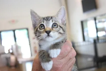 A baby small-sized male Domestic Short Hair cat named Ed for adoption in Brunswick, GA