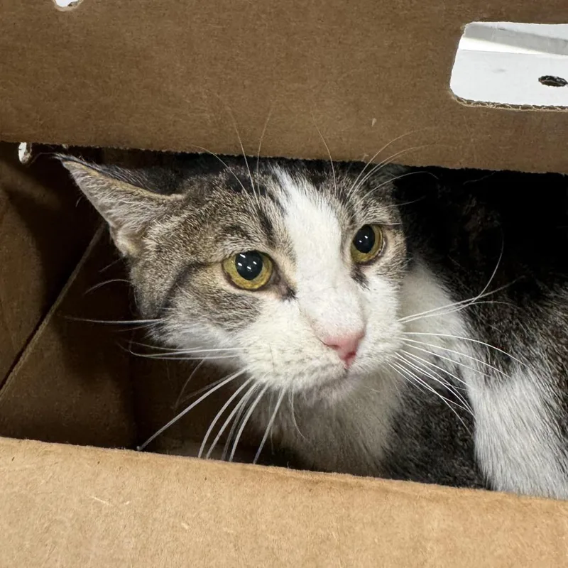 A senior medium-sized female Domestic Short Hair cat named Clawdia for adoption in Weimar, CA