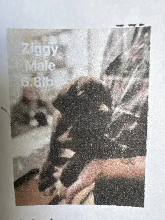 A baby small-sized male Tricolor (Brown, Black, & White) Mixed Breed dog named Ziggy for adoption in Grand Rapids, MI