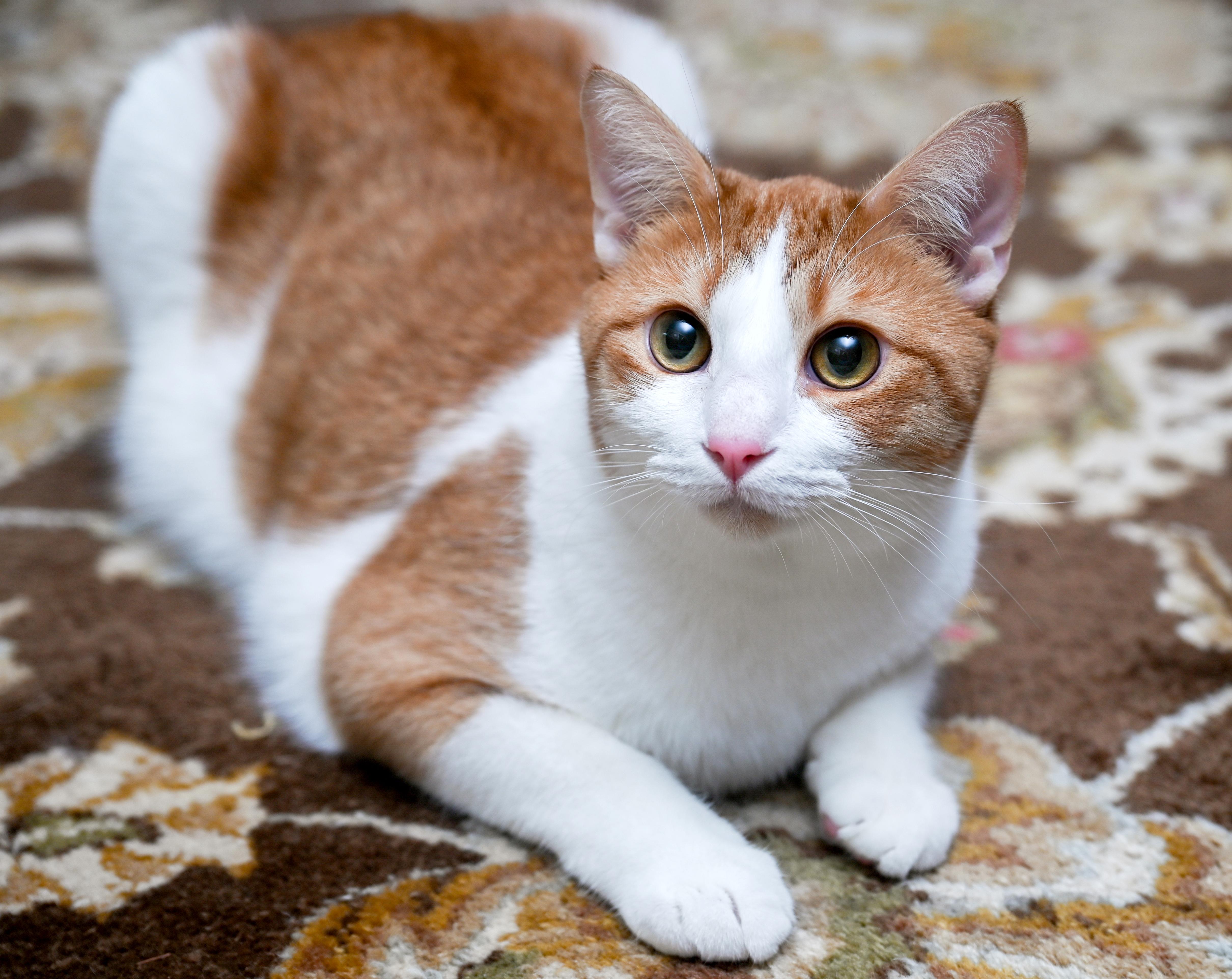 A young medium-sized male Tabby cat named Lucien for adoption in Chattanooga, TN