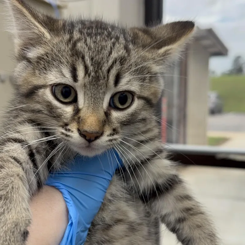 A baby small-sized male Brown / Chocolate Domestic Short Hair cat named Laundry Detergent for adoption in Columbiana, AL