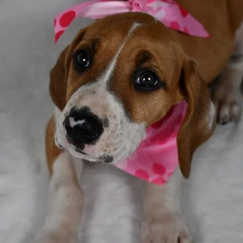 A baby medium-sized female Brown / Chocolate Treeing Walker Coonhound dog named Cheddar for adoption in Johnson City, TN