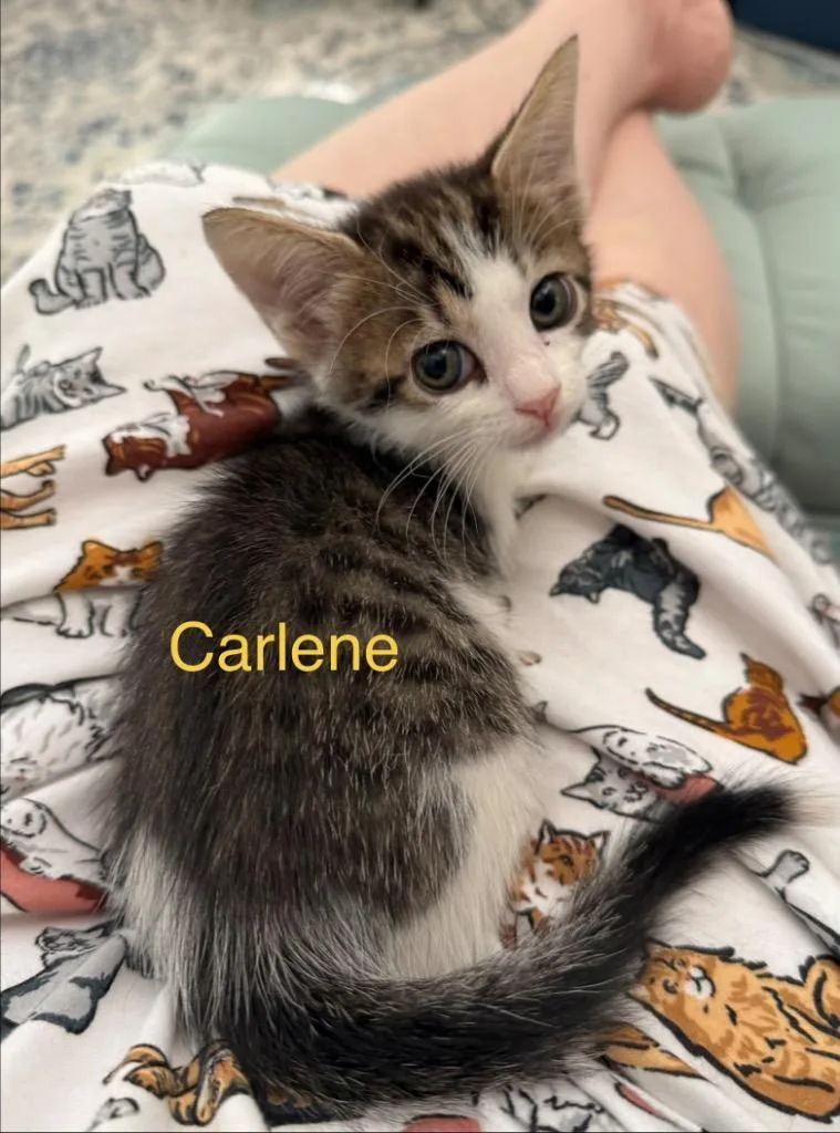 Carlene thumbnail 2