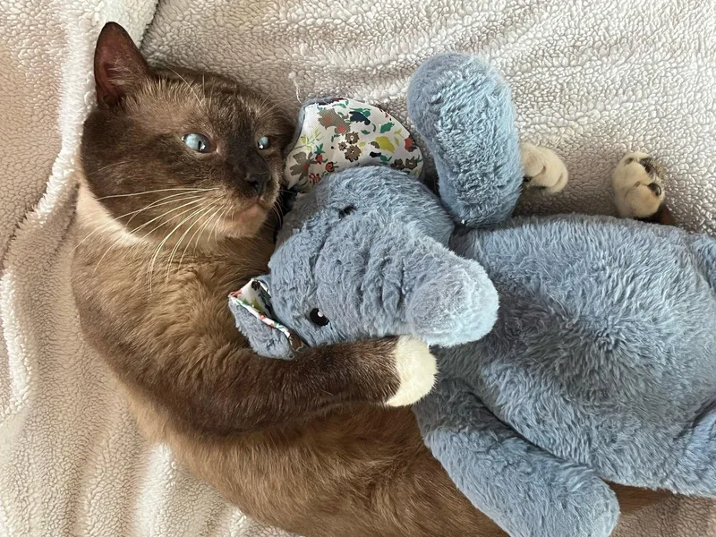 An adult large-sized male Siamese cat named Fred for adoption in Oviedo, FL