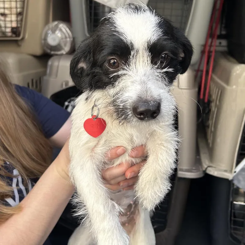 A young small-sized female White / Cream Dachshund dog named Pesto for adoption in Point Richmond, CA