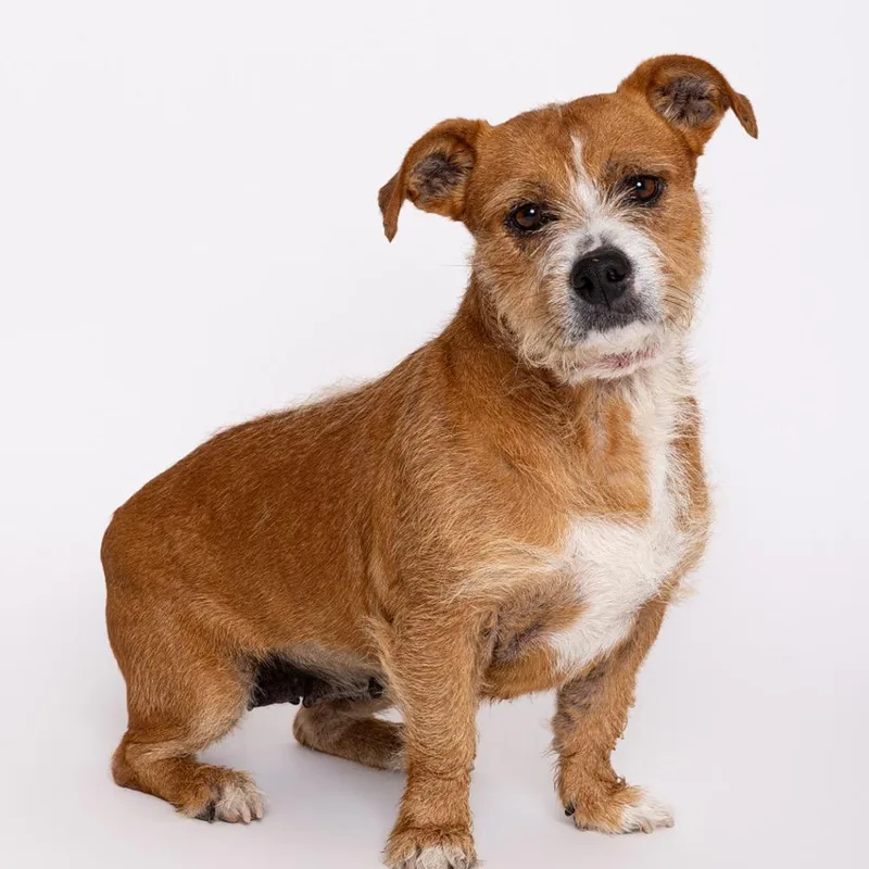 An adult medium-sized female Yellow / Tan / Blond / Fawn Mixed Breed dog named Kelly for adoption in Leander, TX
