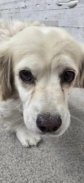An adult small-sized male Cocker Spaniel dog named Major for adoption in San Bernardino, CA